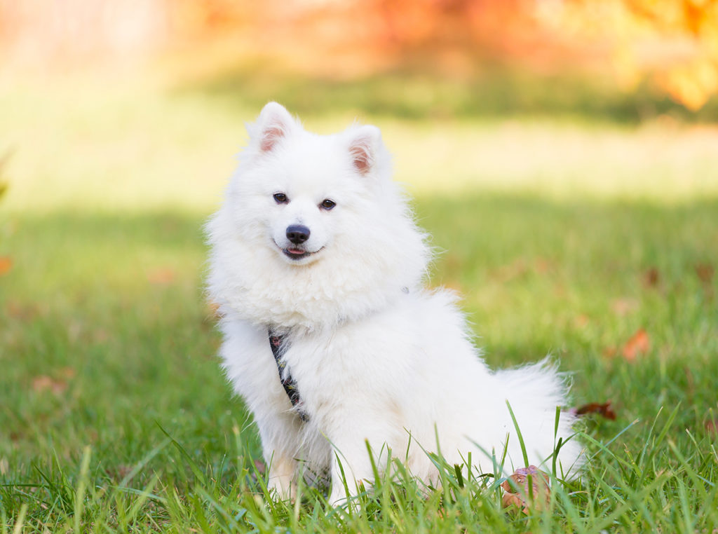Japanese Spitz