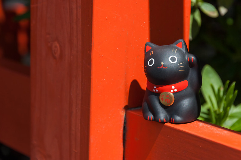 Cat on window sill