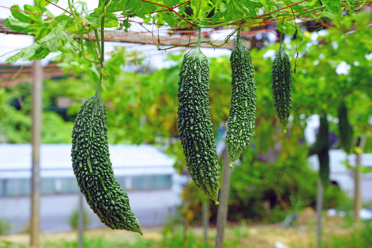 Goya. or "bitter melon" or "bitter gourd" may look a ta...