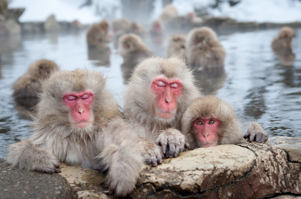 Japanese Macaque